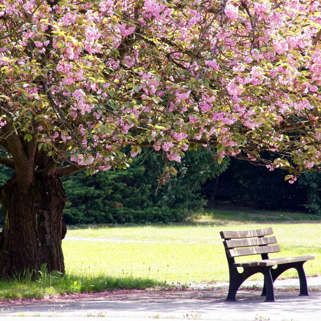 banc sous un arbre fleuri